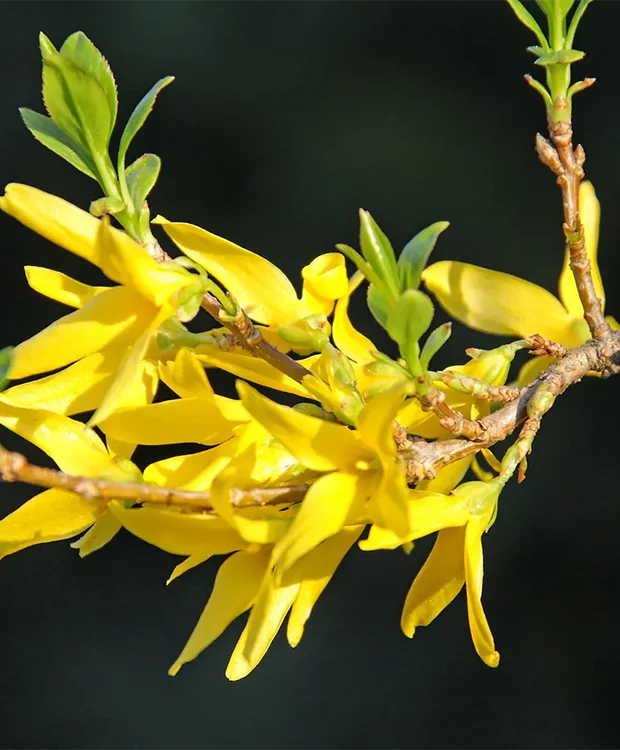 Forsythia x intermedia 'Goldzauber' – Törpe aranycserje