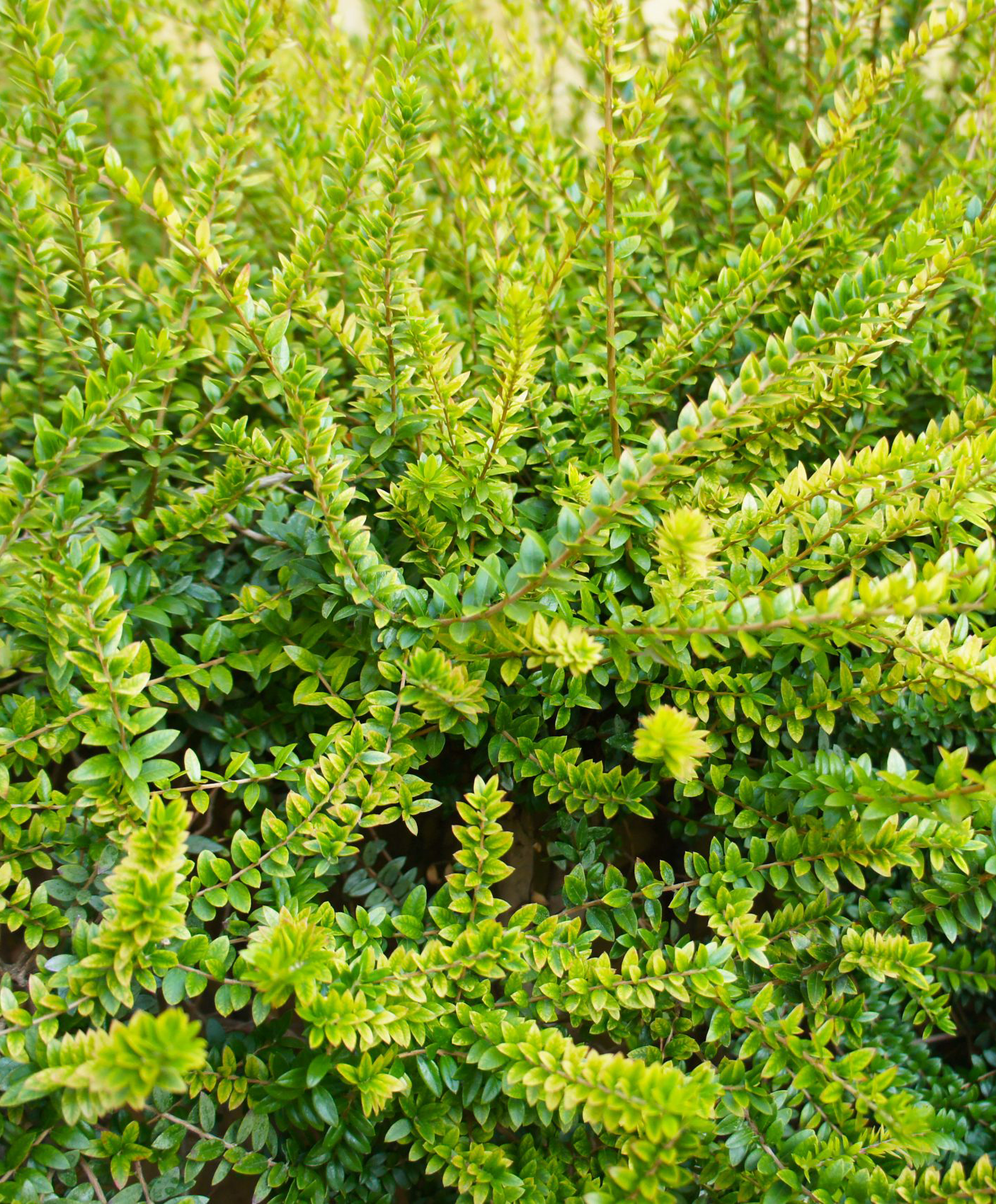 Lonicera nitida 'Maigrün' - Mirtuszlonc