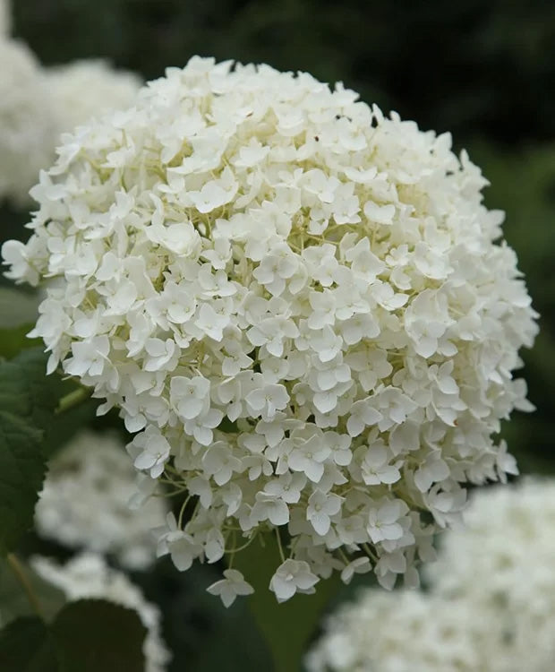 Hydrangea arborescens 'Annabelle' – Cserjés hortenzia