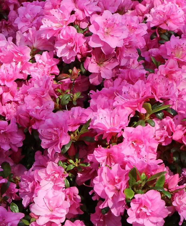 Japán Azálea - Azalea Japonica Rosinetta