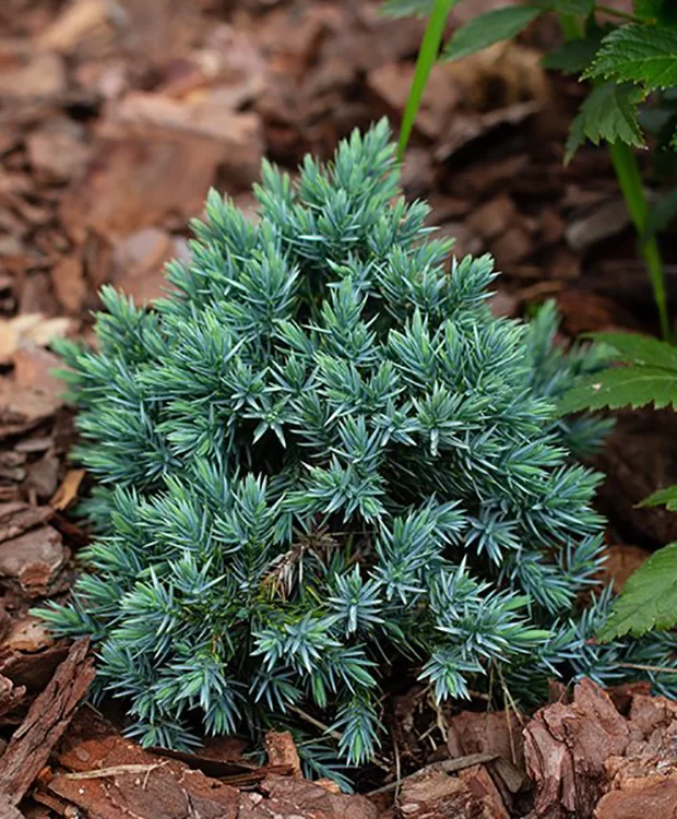 Juniperus squamata 'Blue Star' – Kék, törpe, terülő himalájai boróka