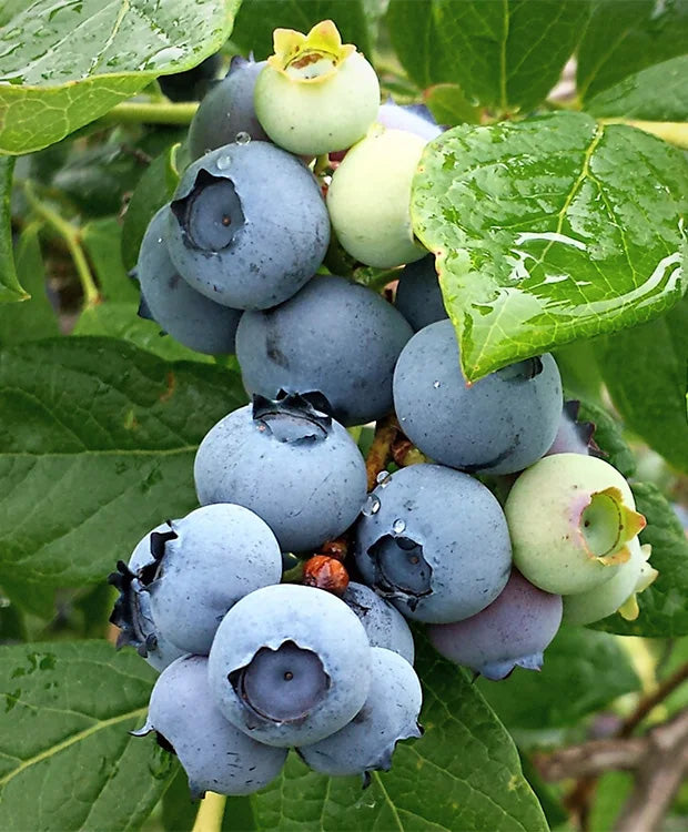 Vaccinium corymbosum 'CHANDLER' - Magasbokrú áfonya