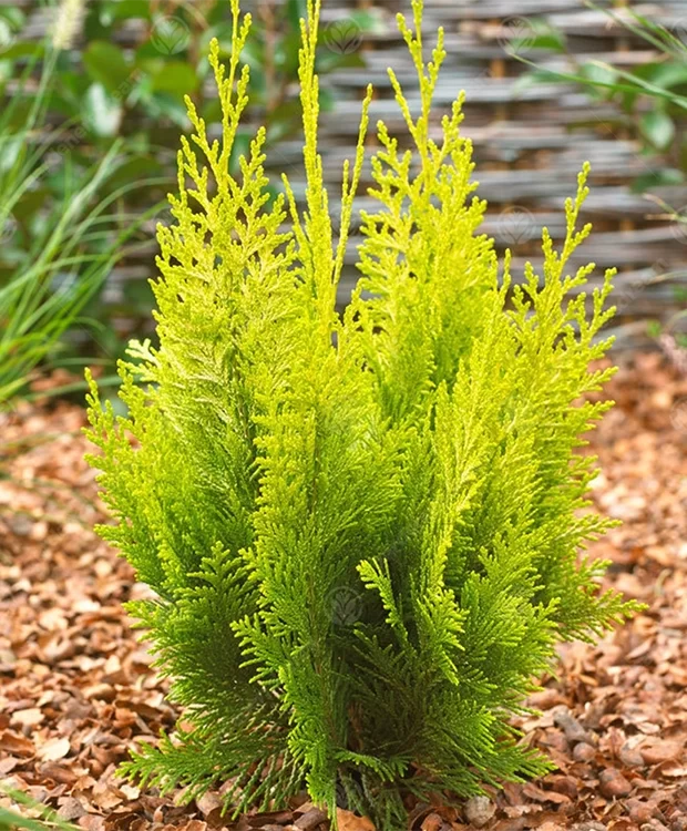 Chamaecyparis Lawsoniana Ivonne – Arany Oregoni Hamisciprus