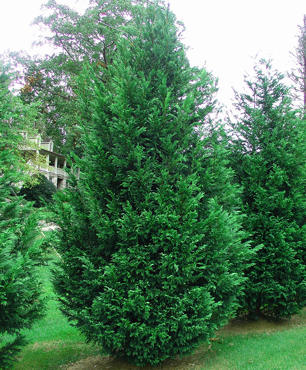 Leylandi Ciprus 2001 - Cupressocyparis leylandii