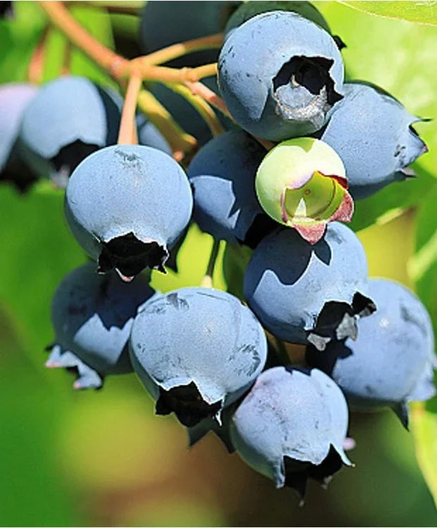 Vaccinium corymbosum 'TORO' - Magasbokrú áfonya