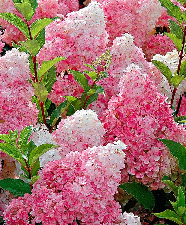 Hydrangea paniculata 'Vanille Fraise' - Bugás hortenzia