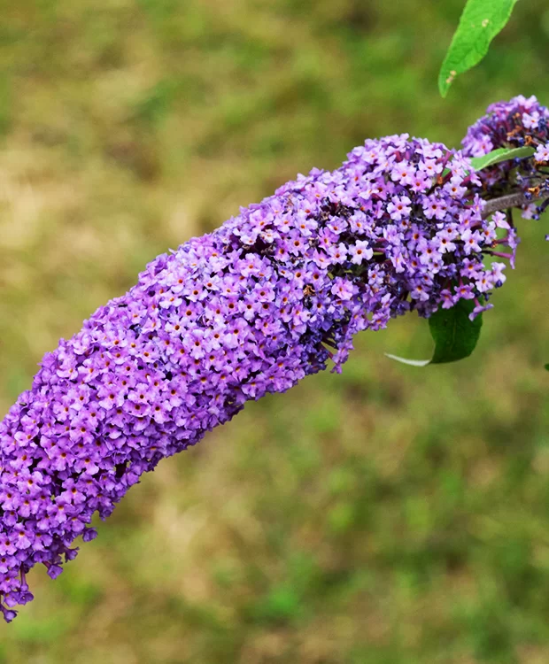 Buddleia davidii 'Ile de France' – Nyáriorgona