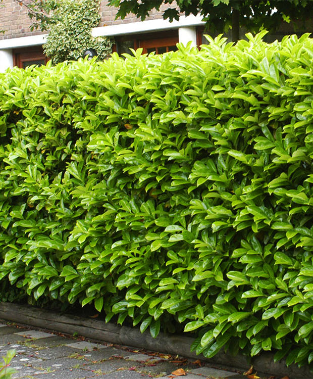 Caucasica Babérmeggy - Prunus Laurocerasus