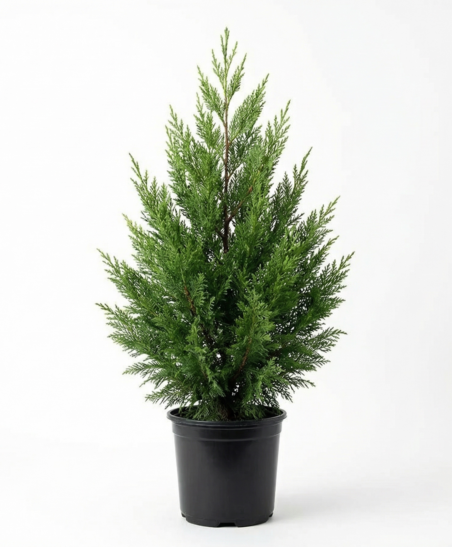 Leylandi Ciprus 2001 - Cupressocyparis leylandii