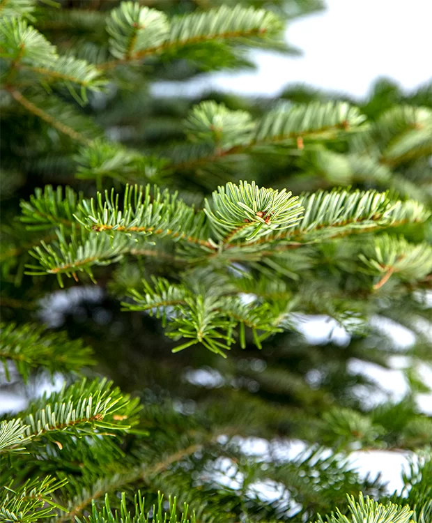 Abies nordmanniana – Kaukázusi jegenyefenyő