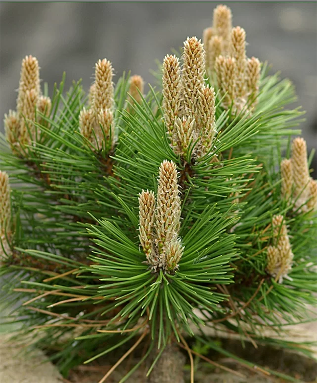 Fekete Fenyő - Pinus Nigra Helga