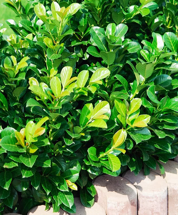 Novita Babérmeggy - Prunus Laurocerasus