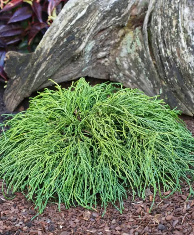 Törpe Szavára Hamisciprus - Chamaecyparis Pisifera Filifera Nana