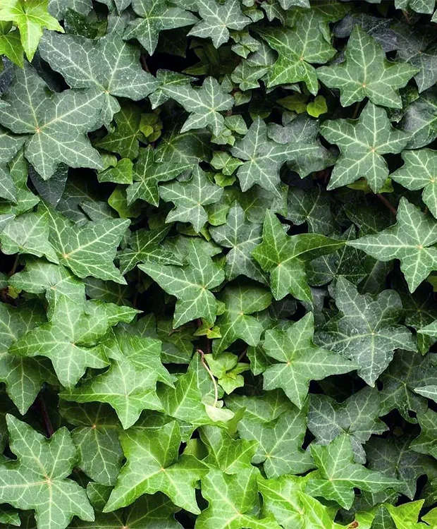 Hedera helix 'Arborescens' – Közönséges borostyán