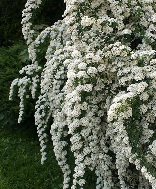 Spiraea nipponica 'June Bride' – Nipponi gyöngyvessző