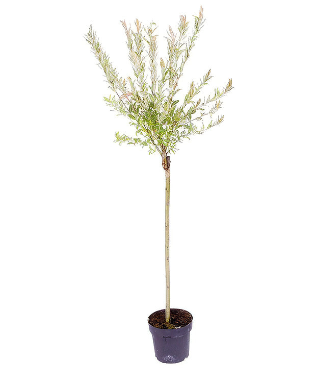 Salix integra 'Hakuro-Nishiki' – Fehér-rózsaszín tarka levelű japán fűz