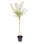 Salix integra 'Hakuro-Nishiki' – Fehér-rózsaszín tarka levelű japán fűz