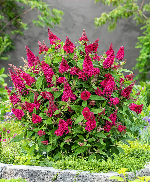 Buddleia davidii 'Royal Red' – Nyáriorgona – Tuia.eu