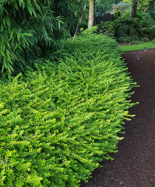 Lonicera nitida 'Maigrün' - Mirtuszlonc