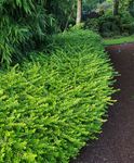 Lonicera nitida 'Maigrün' - Mirtuszlonc