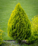 Arany, Törpe Keleti Tuja - Thuja Orientalis Aurea Nana