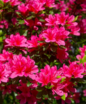 Japán Azálea - Azalea Japonica Maruschka