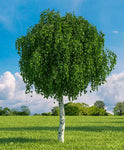 Betula pendula 'Youngii' - Csüngő nyír