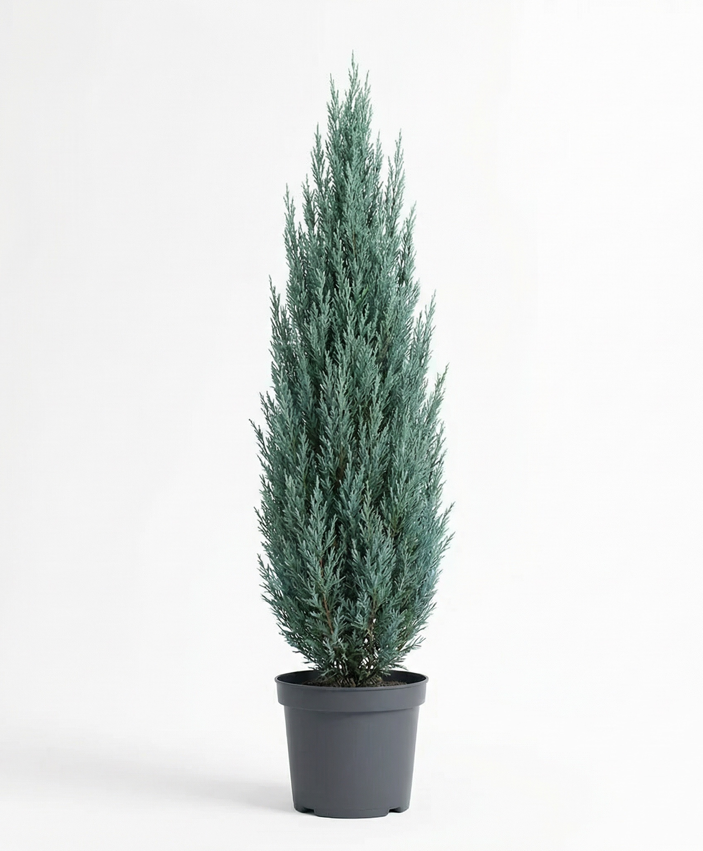 Blue Arrow Boróka - Juniperus Scopulorum