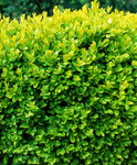 Örökzöld Puszpáng - Buxus Sempervirens