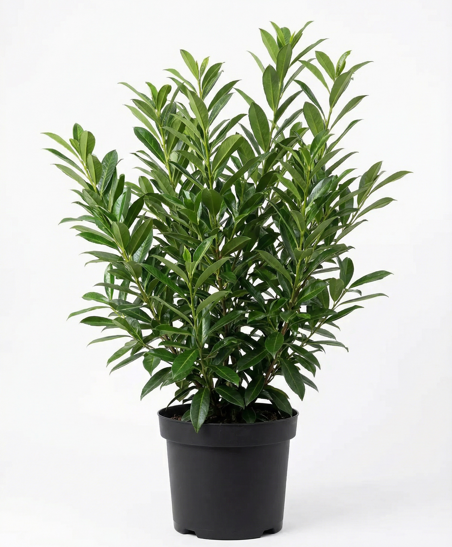 Caucasica Babérmeggy - Prunus Laurocerasus