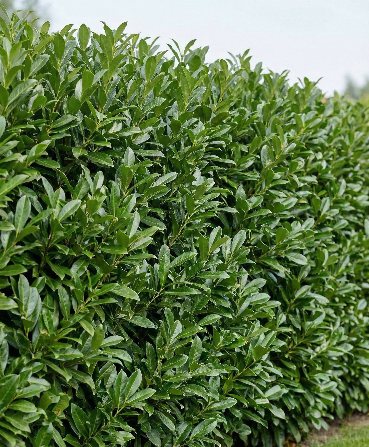Caucasica Babérmeggy - Prunus Laurocerasus