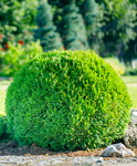 Törpe gömbtuja - Thuja occidentalis Danica