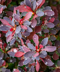 Japán Borbolya - Berberis Thunbergii Harlequin