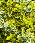 Aranytarka Kúszó Kecskerágó – Euonymus fortunei Emerald Gold