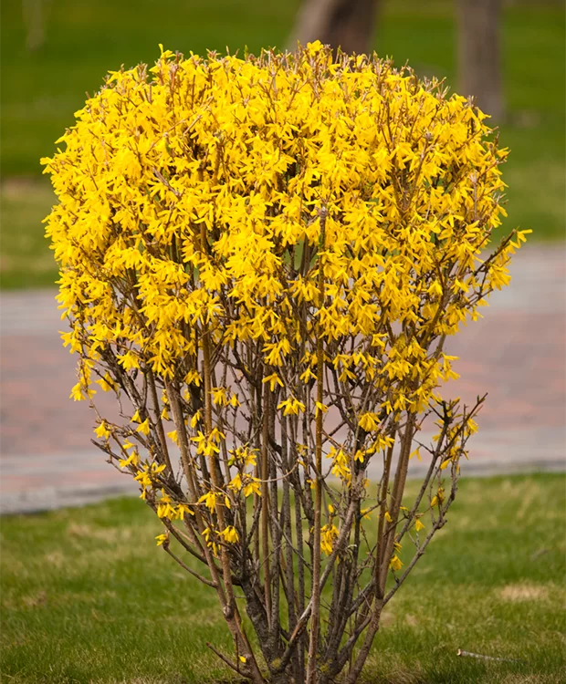 Forsythia x intermedia 'Goldzauber' – Törpe aranycserje