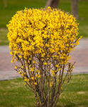 Forsythia x intermedia 'Goldzauber' – Törpe aranycserje