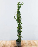 Hedera helix 'Arborescens' – Közönséges borostyán