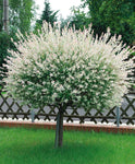 Salix integra 'Hakuro-Nishiki' – Fehér-rózsaszín tarka levelű japán fűz
