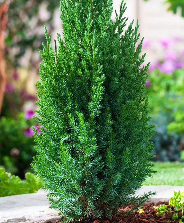 Kínai Boróka - Juniperus Chinensis Stricta Variegata