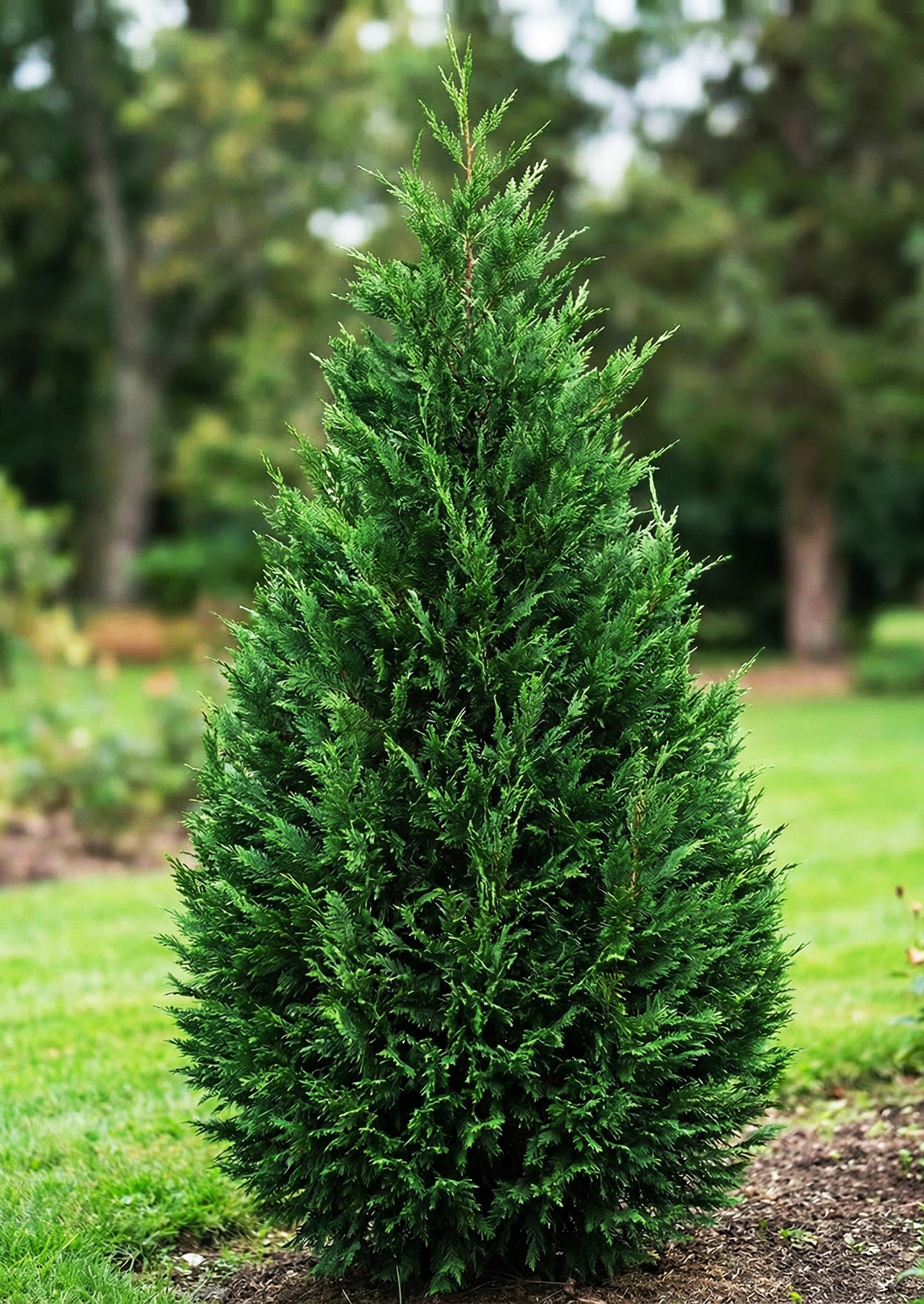 Leylandi Ciprus 2001 - Cupressocyparis leylandii