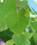 Betula pendula 'Youngii' - Csüngő nyír