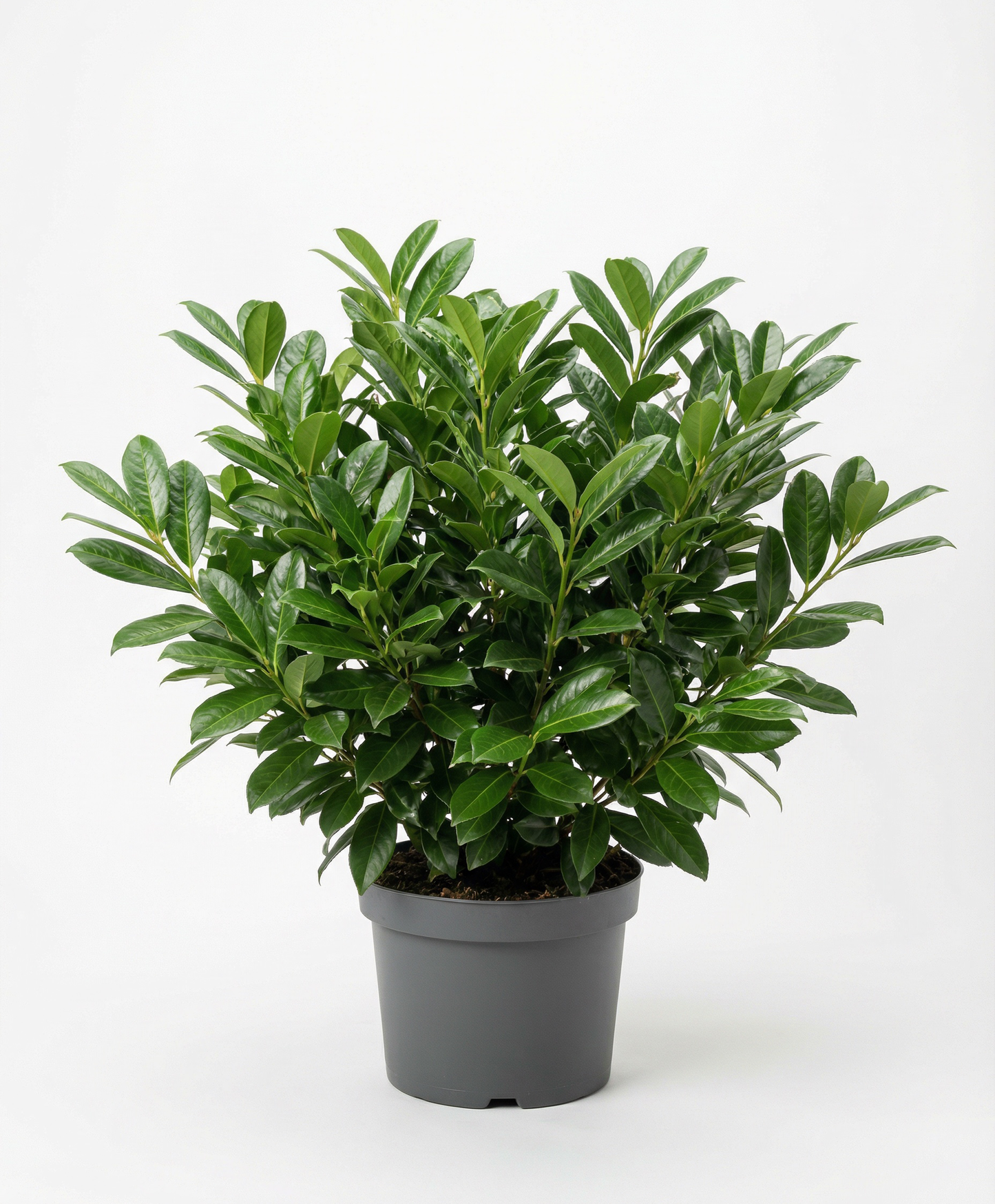Novita Babérmeggy - Prunus Laurocerasus
