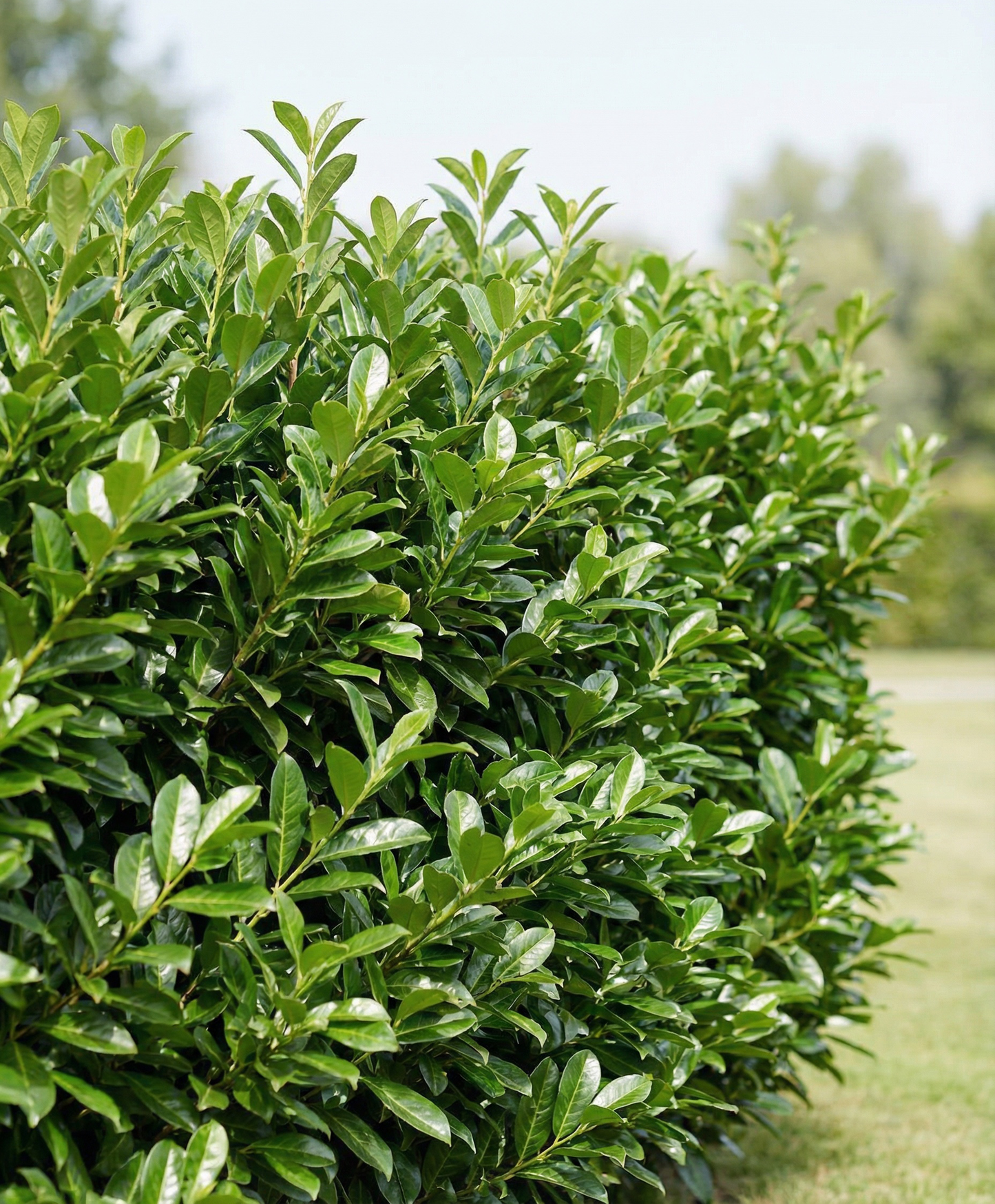 Novita Babérmeggy - Prunus Laurocerasus