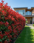 Vörös Korallberkenye - Photinia Fraseri Red Robin