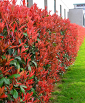 Vörös Korallberkenye - Photinia Fraseri Red Robin