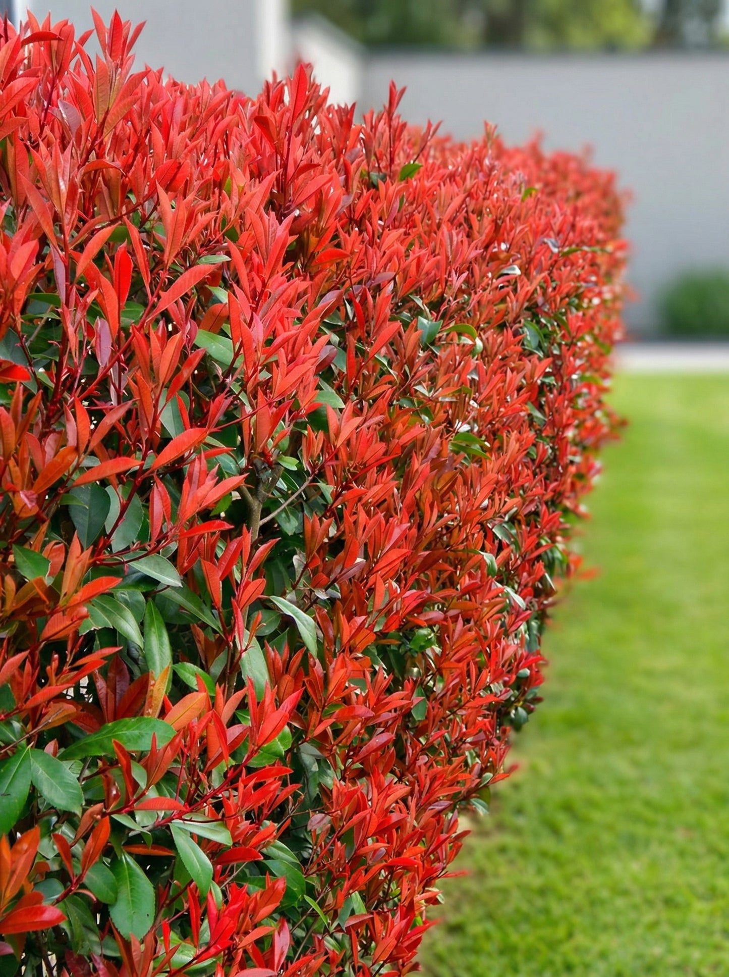 Vörös Korallberkenye - Photinia Fraseri Red Robin
