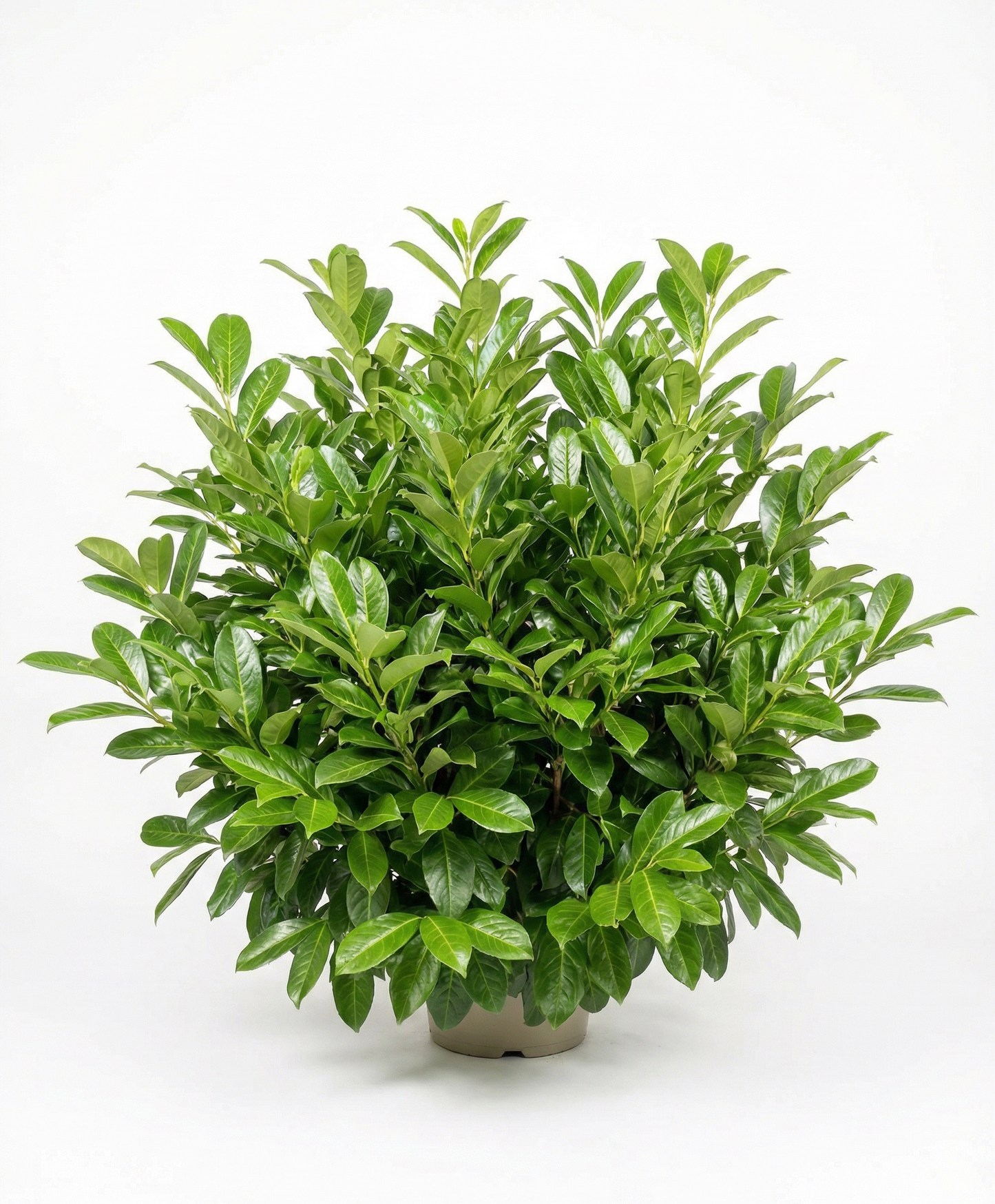 Rotundifolia Babérmeggy - Prunus Laurocerasus