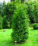 Zöld nyugati tuja - Thuja occidentalis 'Brabant'