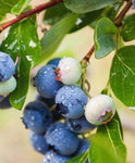 Vaccinium corymbosum 'DUKE' - Magasbokrú áfonya